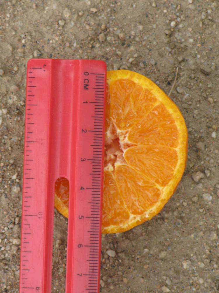            Fruit (Riverside, CA)   